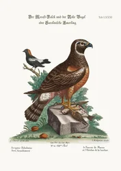 Der Sumpfhabicht und die Schilfvögel, 1749-73